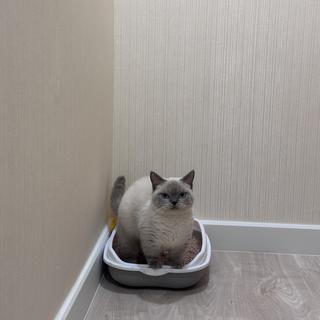 รูปโปรไฟล์ ของ Donna cattery