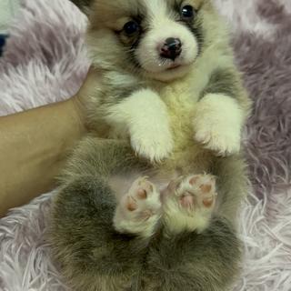 รูปโปรไฟล์ ของ ฟีฟ่าฟาร์ม 