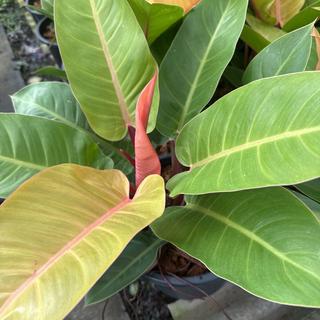 รูปโปรไฟล์ ของ วรรณเพ็ญ อินทร์ทอง