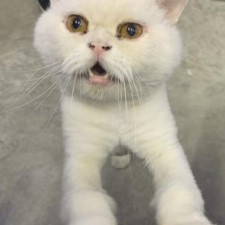 รูปโปรไฟล์ ของ Nay Mo Cat