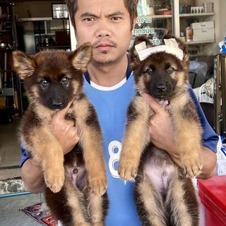 รูปโปรไฟล์ ของ user 185975