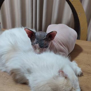 รูปโปรไฟล์ ของ กรชัย วรรณวงศ์