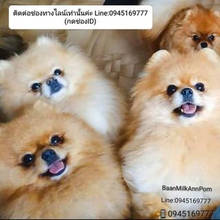 รูปโปรไฟล์ ของ Baan​MilkAnn​Pom