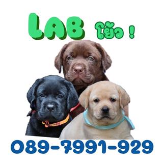 รูปโปรไฟล์ ของ Lab Yo