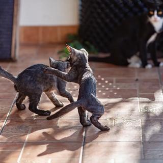 รูปโปรไฟล์ ของ Josef Qualtinger