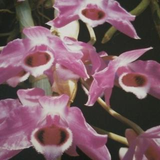 รูปโปรไฟล์ ของ noi vintage shop