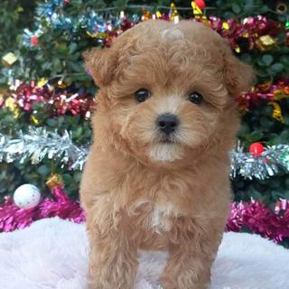 รูปโปรไฟล์ ของ JP Poodle Doghome