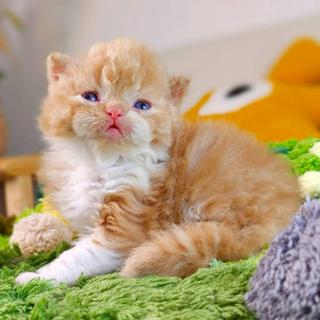 รูปโปรไฟล์ ของ oscat cattery 