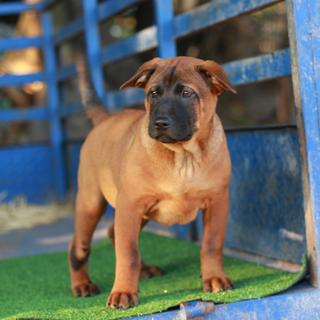 รูปโปรไฟล์ ของ s4k thairidgeback kennel 