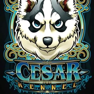 รูปโปรไฟล์ ของ Cesar Kennel
