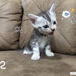 รูปโปรไฟล์ ของ American Shorthair