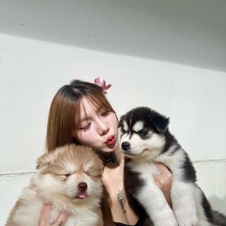 รูปโปรไฟล์ ของ Bully&Siberian บูลลี่&ไซบีเรียนฟาร์ม