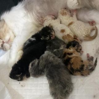 รูปโปรไฟล์ ของ HomeCat163