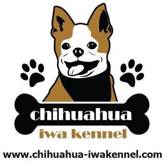 รูปโปรไฟล์ ของ Chihuahua iwa kennel 