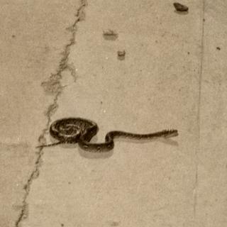 รูปโปรไฟล์ ของ สะสม